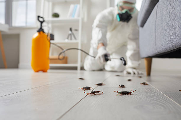 Commercial Kitchen Cockroach Control in Woodbridge